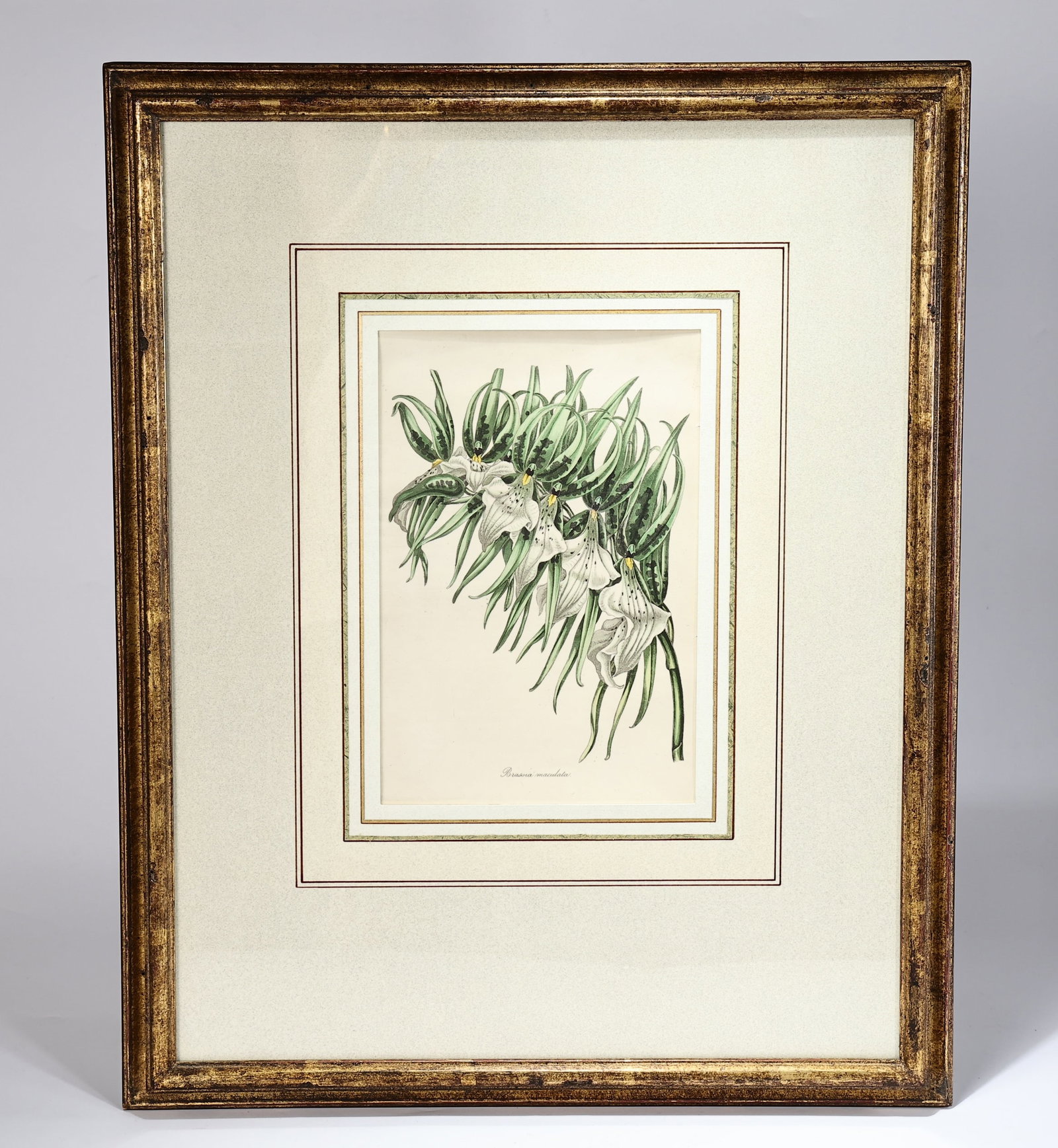 Brassia Maculata Print: Brassia Maculata Print (39 x 50 x 2.5 cm including frame)