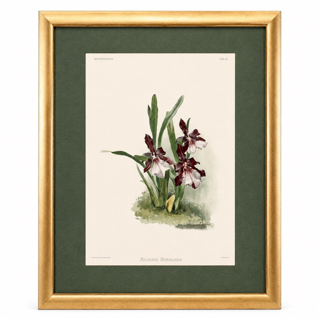 Miltonia Moreliana Reichenbachian Orchid By Henry George Moon: Miltonia Moreliana Reichenbachian Orchid By Henry George Moon (76 cm x 59 x 3 cm including frame)
