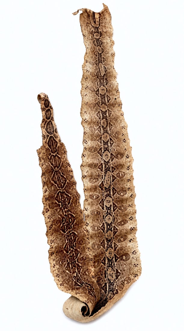 Large Vintage Genuine Python Snake Skin Hide (1 of 6)