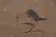 item-106464017=4