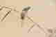 item-111316015=4