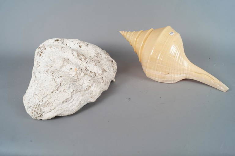 Tropical shell, Syrinx Aruanus, l. 50 cm + Giant clam, dim. 47 x 34 cm ...