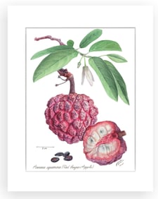 BOTANICAL ILLUSTRATION FINE ART REPRODUCTION