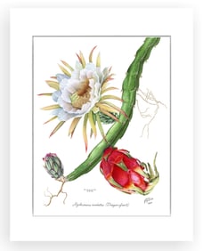 BOTANICAL ILLUSTRATION FINE ART REPRODUCTION