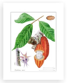 BOTANICAL ILLUSTRATION FINE ART REPRODUCTION
