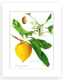 BOTANICAL ILLUSTRATION FINE ART REPRODUCTION