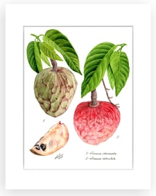 BOTANICAL ILLUSTRATION FINE ART REPRODUCTION