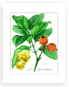 BOTANICAL ILLUSTRATION FINE ART REPRODUCTION