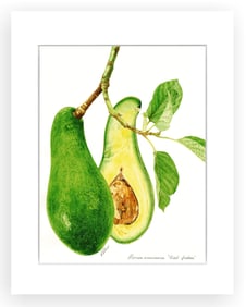 BOTANICAL ILLUSTRATION FINE ART REPRODUCTION
