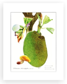BOTANICAL ILLUSTRATION FINE ART REPRODUCTION