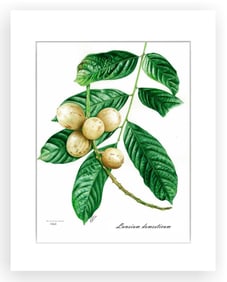 BOTANICAL ILLUSTRATION FINE ART REPRODUCTION