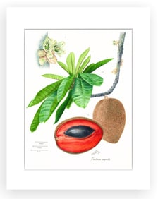 BOTANICAL ILLUSTRATION FINE ART REPRODUCTION