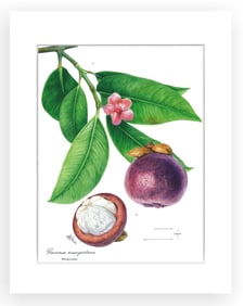 BOTANICAL ILLUSTRATION FINE ART REPRODUCTION