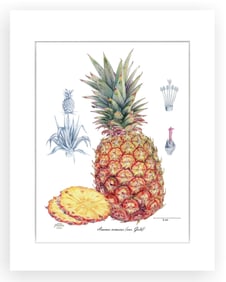 BOTANICAL ILLUSTRATION FINE ART REPRODUCTION