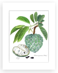 BOTANICAL ILLUSTRATION FINE ART REPRODUCTION