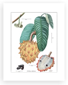 BOTANICAL ILLUSTRATION FINE ART REPRODUCTION