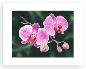 BOTANICAL ILLUSTRATION FINE ART REPRODUCTION