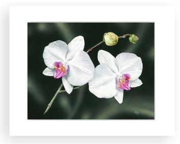 BOTANICAL ILLUSTRATION FINE ART REPRODUCTION