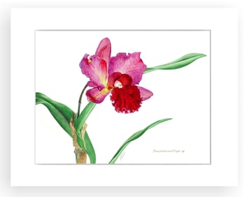 BOTANICAL ILLUSTRATION FINE ART REPRODUCTION