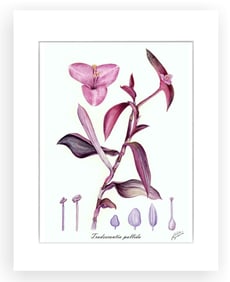 BOTANICAL ILLUSTRATION FINE ART REPRODUCTION