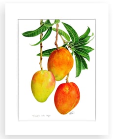 BOTANICAL ILLUSTRATION FINE ART REPRODUCTION