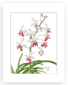 BOTANICAL ILLUSTRATION FINE ART REPRODUCTION