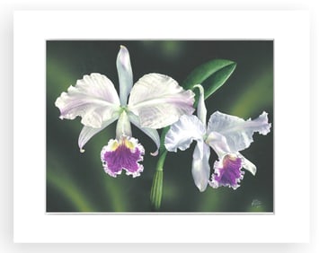 BOTANICAL ILLUSTRATION FINE ART REPRODUCTION