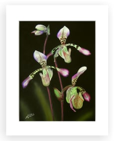 BOTANICAL ILLUSTRATION FINE ART REPRODUCTION