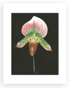 BOTANICAL ILLUSTRATION FINE ART REPRODUCTION