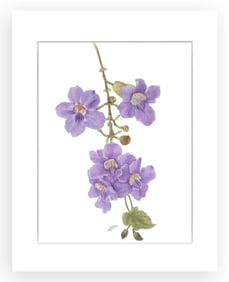 BOTANICAL ILLUSTRATION FINE ART REPRODUCTION