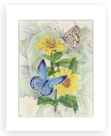 BOTANICAL ILLUSTRATION FINE ART REPRODUCTION