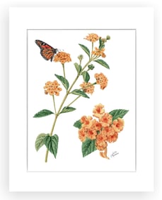 BOTANICAL ILLUSTRATION FINE ART REPRODUCTION