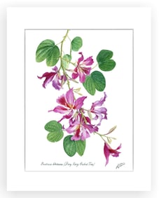 BOTANICAL ILLUSTRATION FINE ART REPRODUCTION