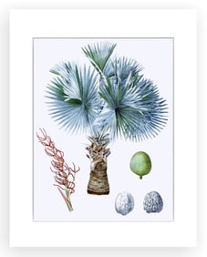 BOTANICAL ILLUSTRATION FINE ART REPRODUCTION