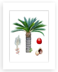 BOTANICAL ILLUSTRATION FINE ART REPRODUCTION