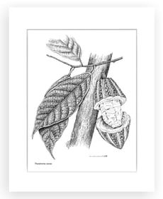 BOTANICAL ILLUSTRATION FINE ART REPRODUCTION
