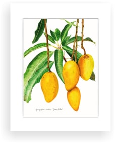 BOTANICAL ILLUSTRATION FINE ART REPRODUCTION