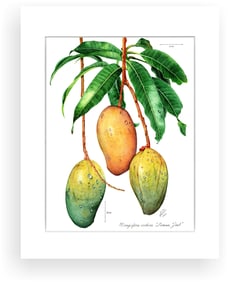 BOTANICAL ILLUSTRATION FINE ART REPRODUCTION