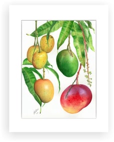 BOTANICAL ILLUSTRATION FINE ART REPRODUCTION