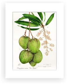 BOTANICAL ILLUSTRATION FINE ART REPRODUCTION