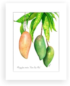 BOTANICAL ILLUSTRATION FINE ART REPRODUCTION