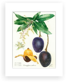 BOTANICAL ILLUSTRATION FINE ART REPRODUCTION