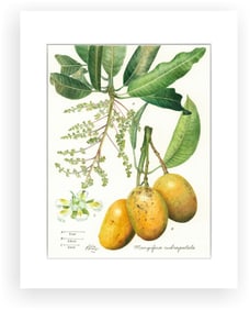 BOTANICAL ILLUSTRATION FINE ART REPRODUCTION