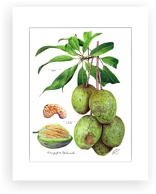BOTANICAL ILLUSTRATION FINE ART REPRODUCTION