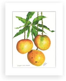 BOTANICAL ILLUSTRATION FINE ART REPRODUCTION