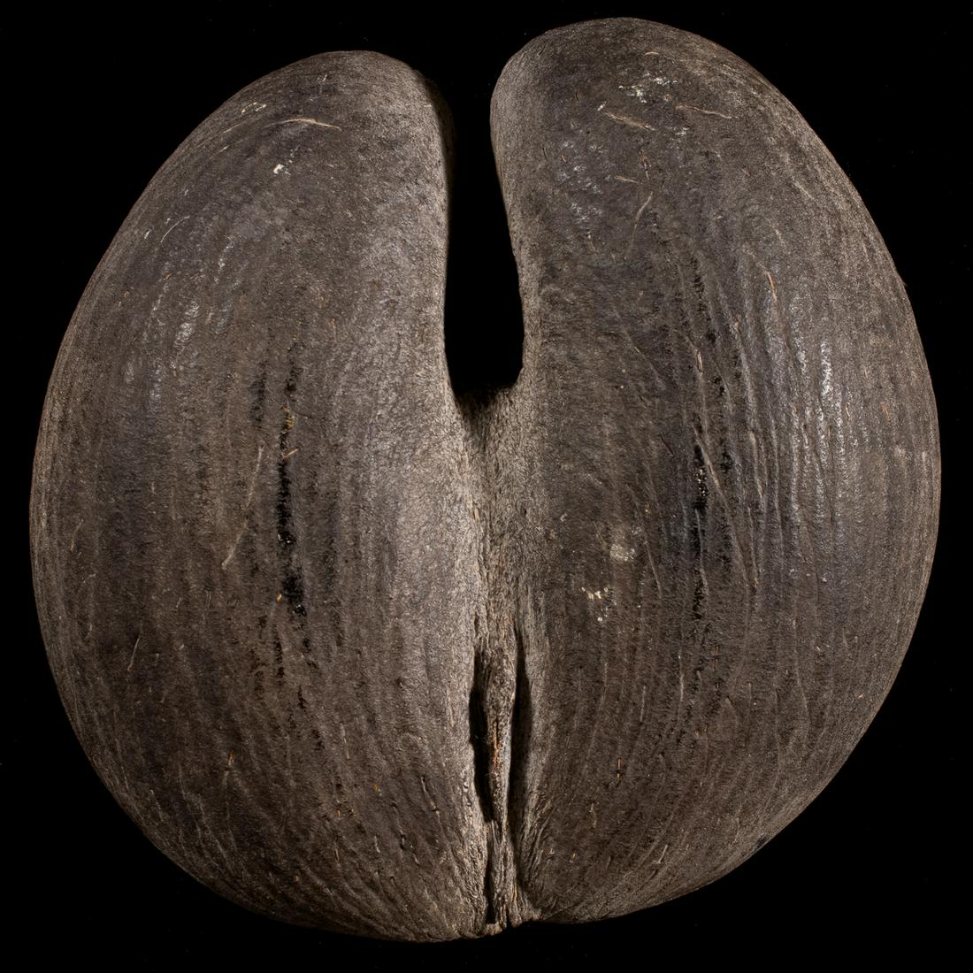 Sea Coconut Coco de Mer (Lodoicea) (1 of 8)