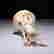 item-130343960=6