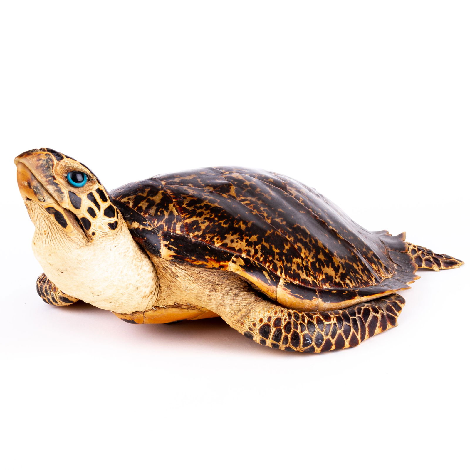 Early Taxidermy Sea Nautical Specimen (1 of 6)