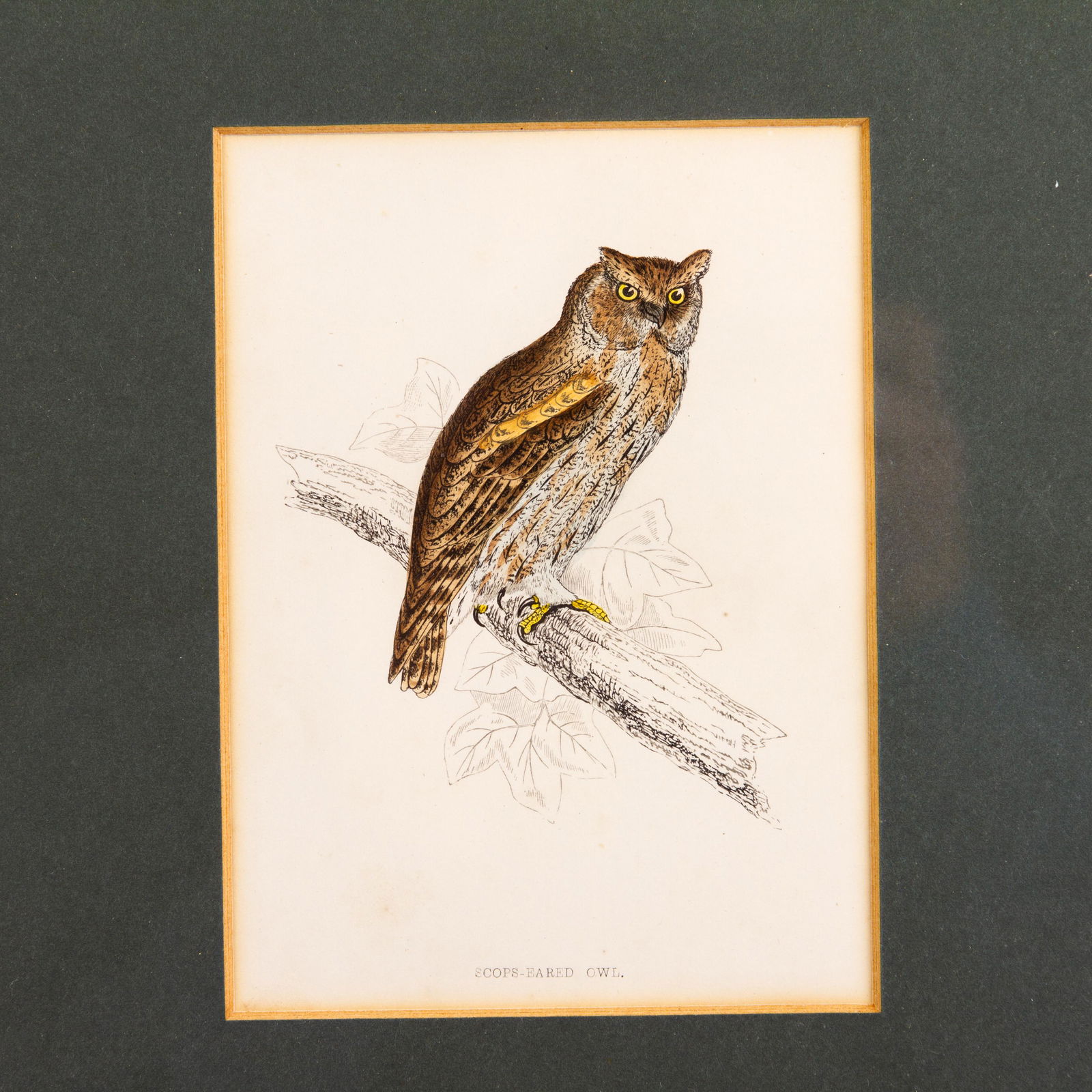 Alexander Francis Lydon Coloured Engraving "Scops-Eared Owl" 1870 (1 of 5)