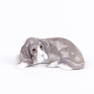 Lladro Fine Porcelain Dog Figure